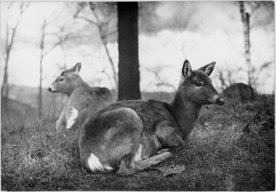 A doe and her fawn on the hill top. They are on the watch … photo