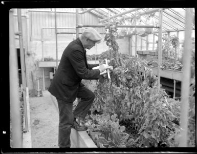 Horticulturalist in green house photo