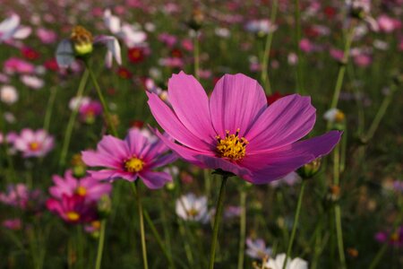 Flowers views flower photo