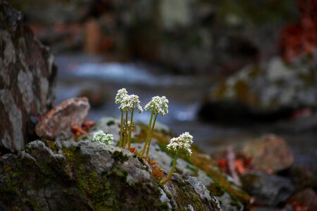 Wildflower spring flowers valley
