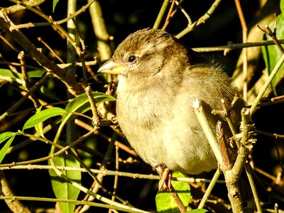 Songbird garden bird nature