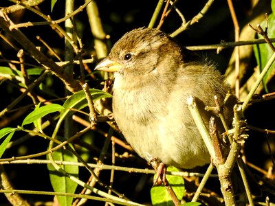 Songbird garden bird nature photo