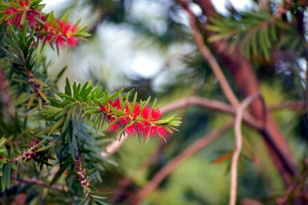 Plant flower red