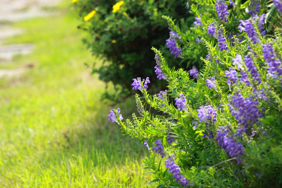 Summer s wildflower photo