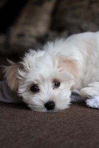 Pet cute mammals