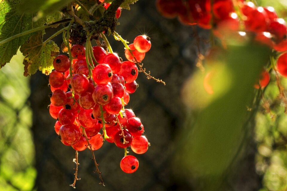 Nature summer close up