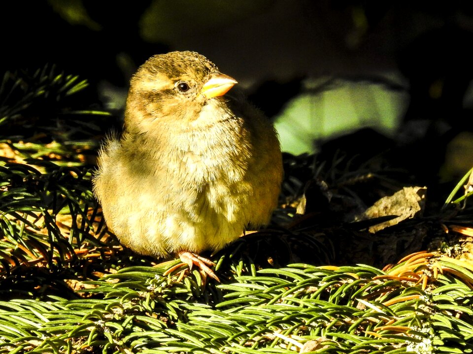 Songbird garden bird nature