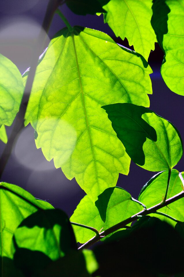 Environment freshness lively