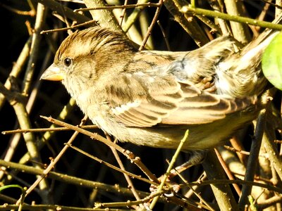 Songbird garden bird nature