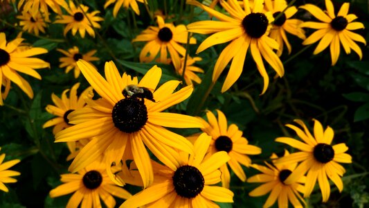 Black eyed susans insect yellow photo