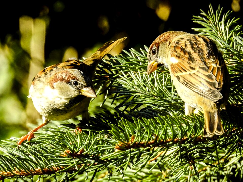 Songbird garden bird nature
