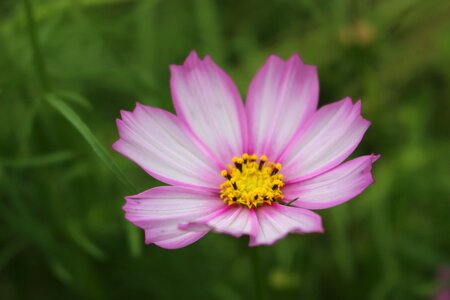 Flowers views close-up photo