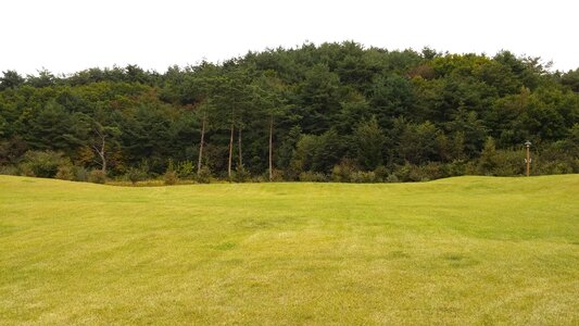 Meadow forest arboretum