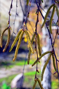 Outdoors plant garden