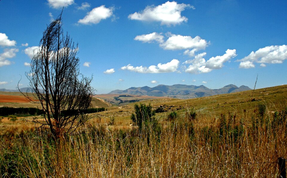 Grassland tree dead