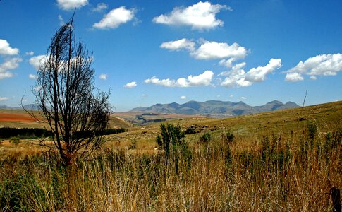 Grassland tree dead photo