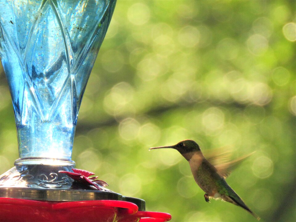 Hummingbird in flight wildlife