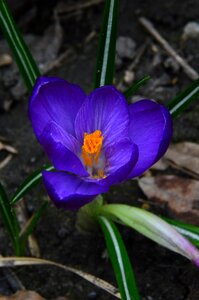 Leaf plants season crocus