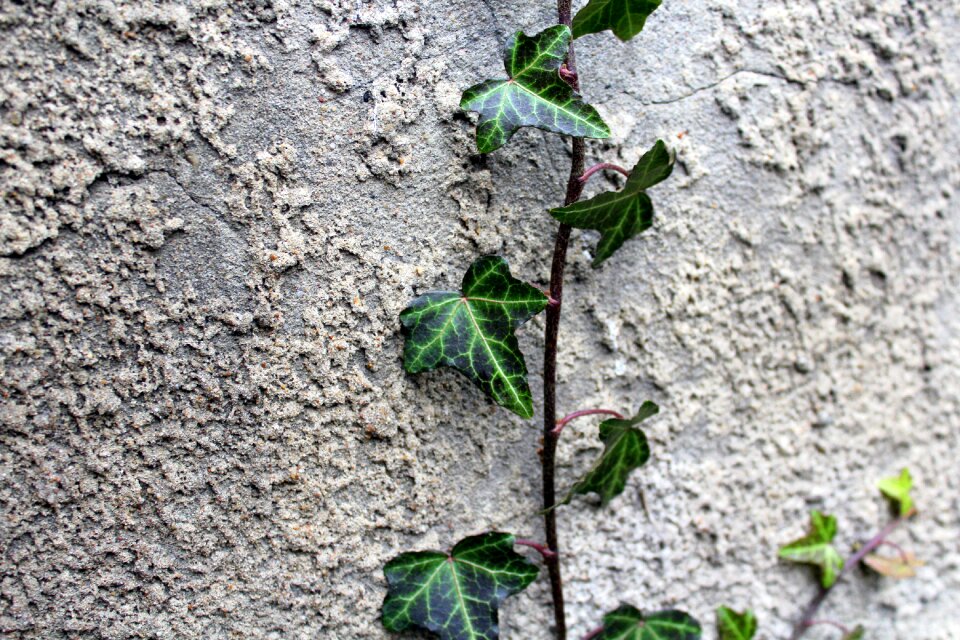 Leaf texture nature
