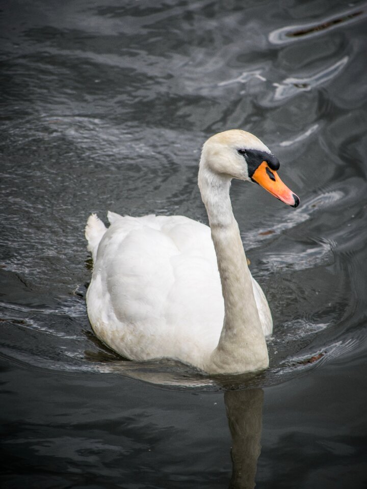 A white swan water-level sailing