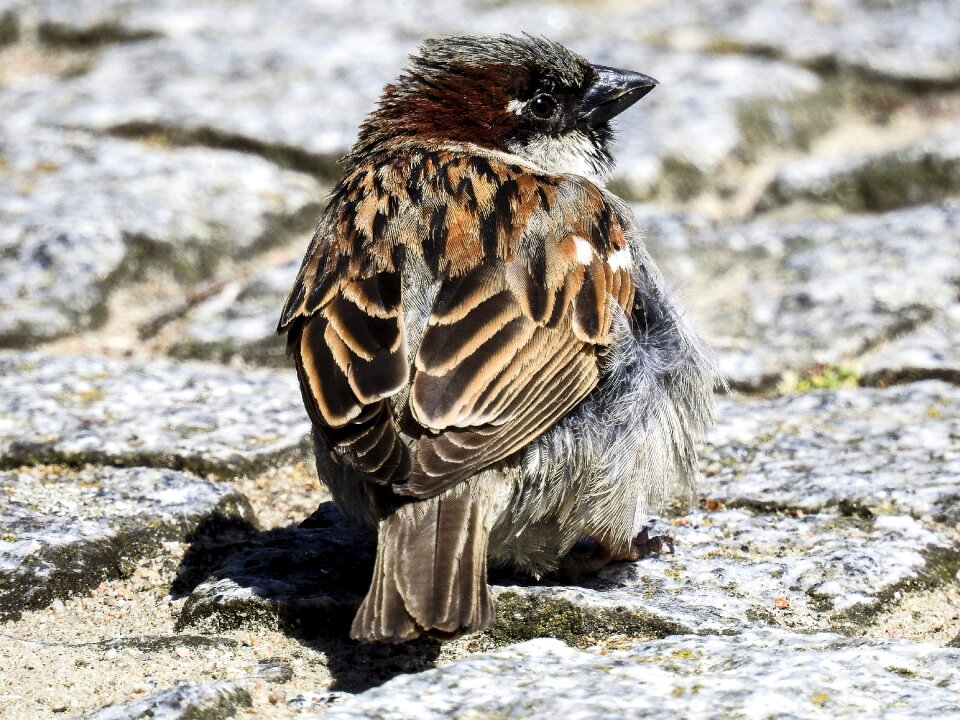 Songbird garden bird nature