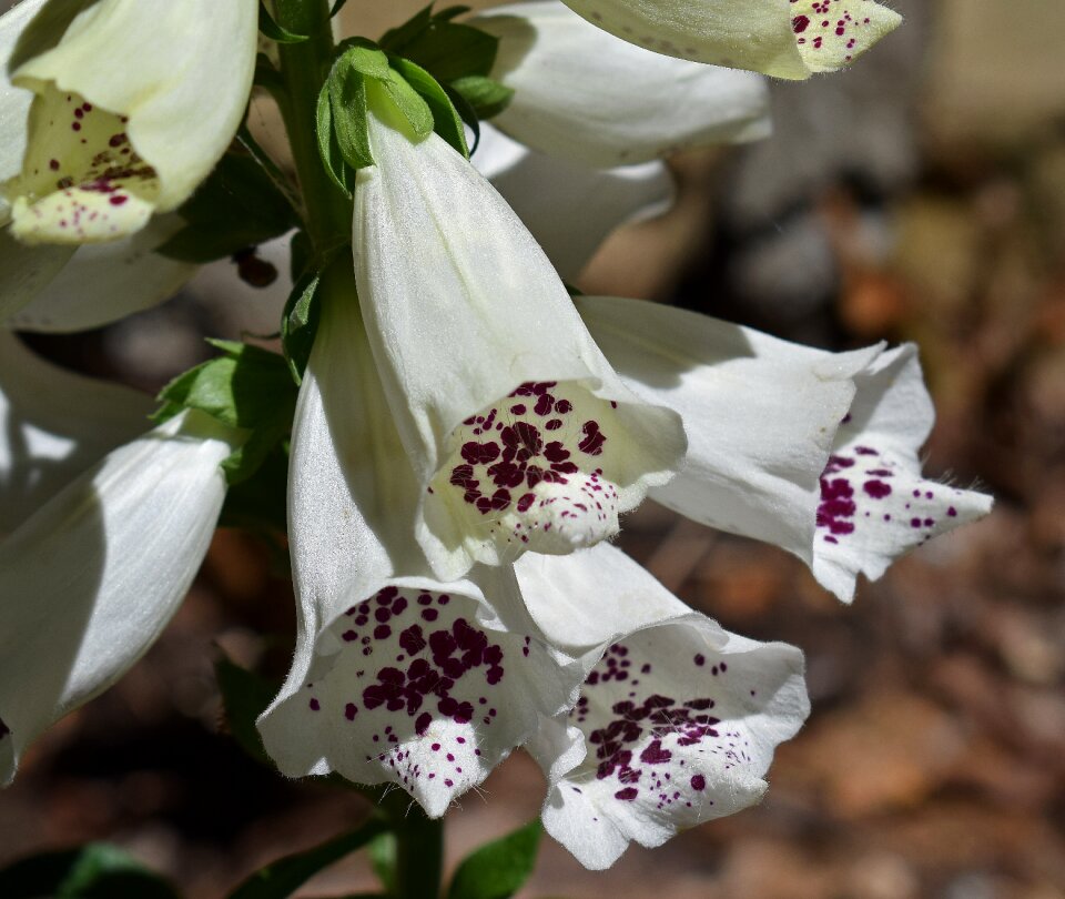 Bloom plant medicinal