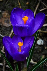 Leaf plants season crocus