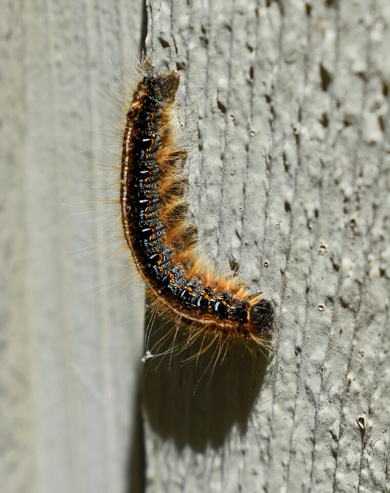 Insect pest animal