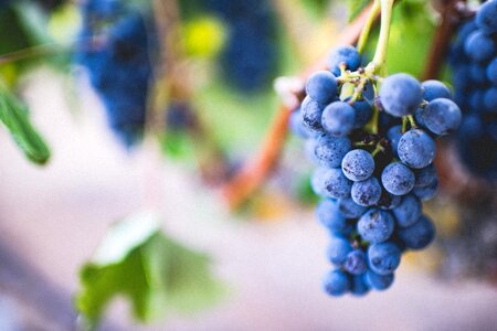 Healthy food tree photo