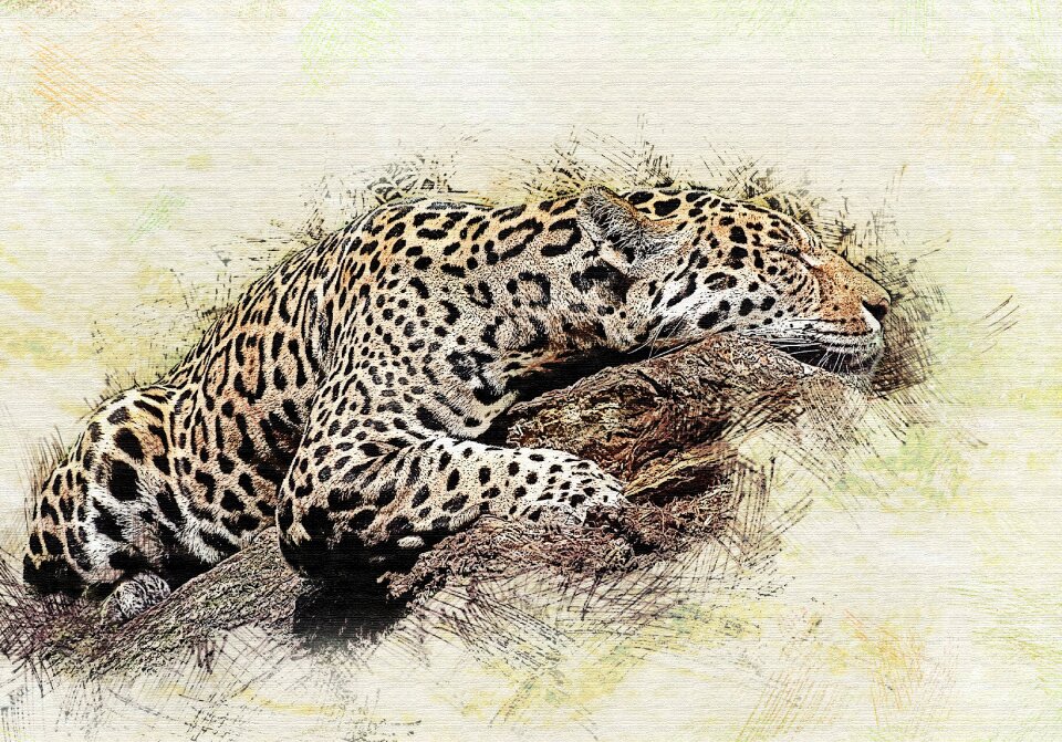 Wild cat beast of prey animal
