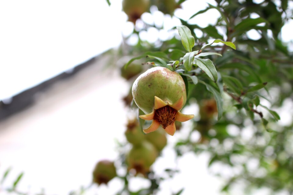 The ancient house fruit harvest
