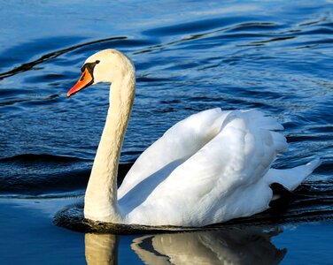 Pride white swan schwimmvogel photo