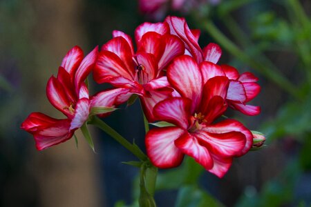 Plant potted flower pink geranium photo