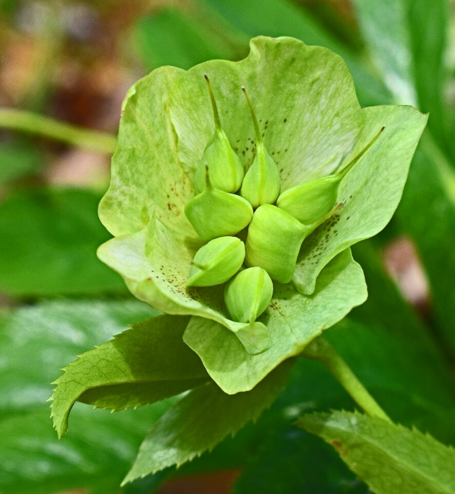 Seeds hellebore garden