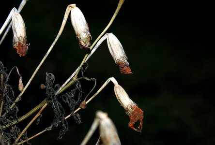At the court of vanishing nature