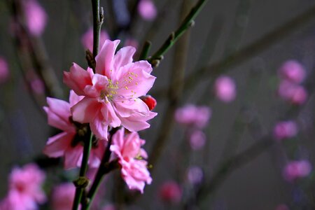 Peach spring flowers tet viet photo