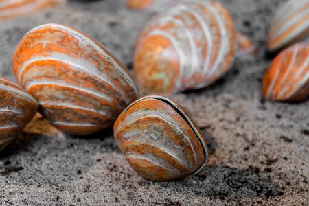 Sea seashell sand photo