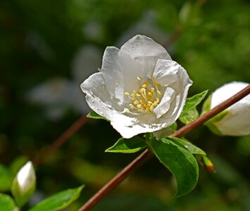 Blossom bloom plant