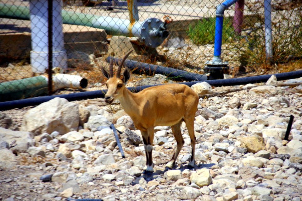 14-Israël-Excursion1 (11)