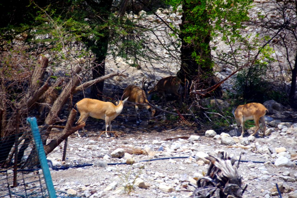 14-Israël-Excursion1 (12)