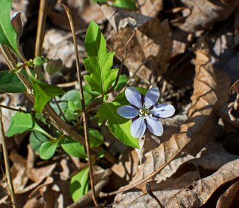 Bloom spring blue photo