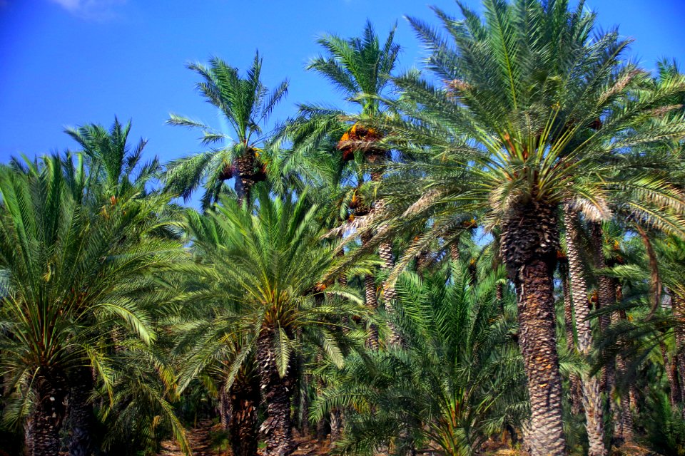14-Israël-Excursion1 (8)
