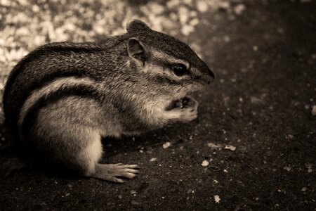 Chipmunk animals black and white