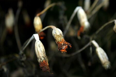 Nature plant winter