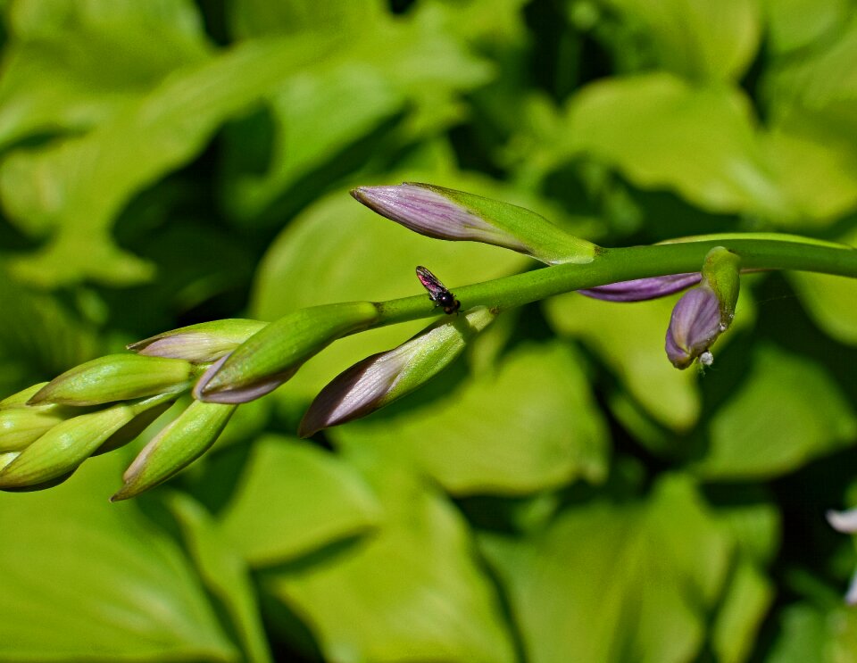 Animal plantain lily buds lily
