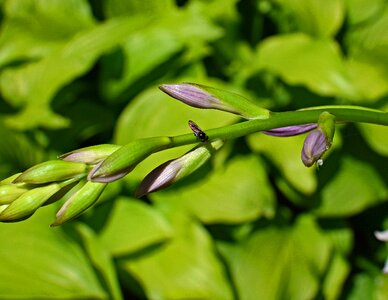 Animal plantain lily buds lily