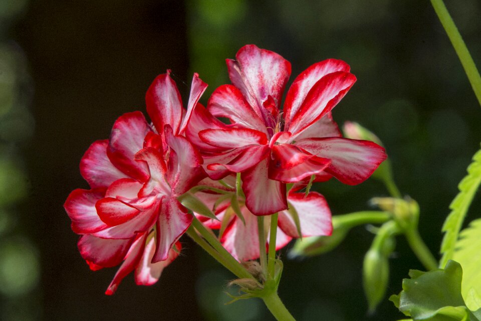 Plant red potted flower