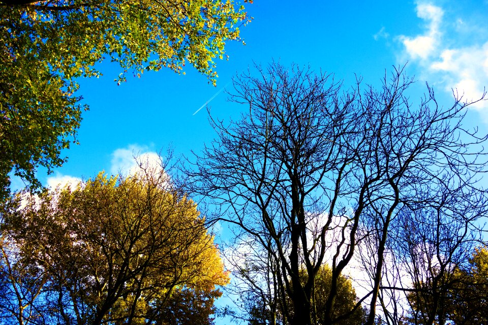 Bare branches autumn trees deciduous