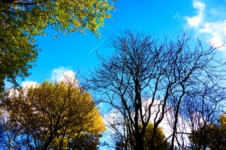 Bare branches autumn trees deciduous