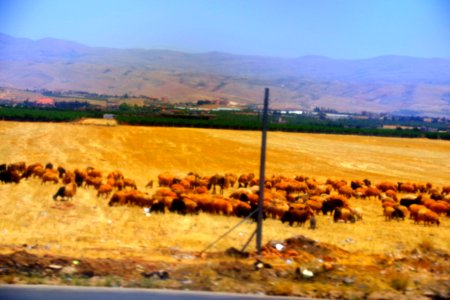 08-Liban (164)